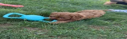 Cavapoo dogs for sale: Willow  - Ad 12