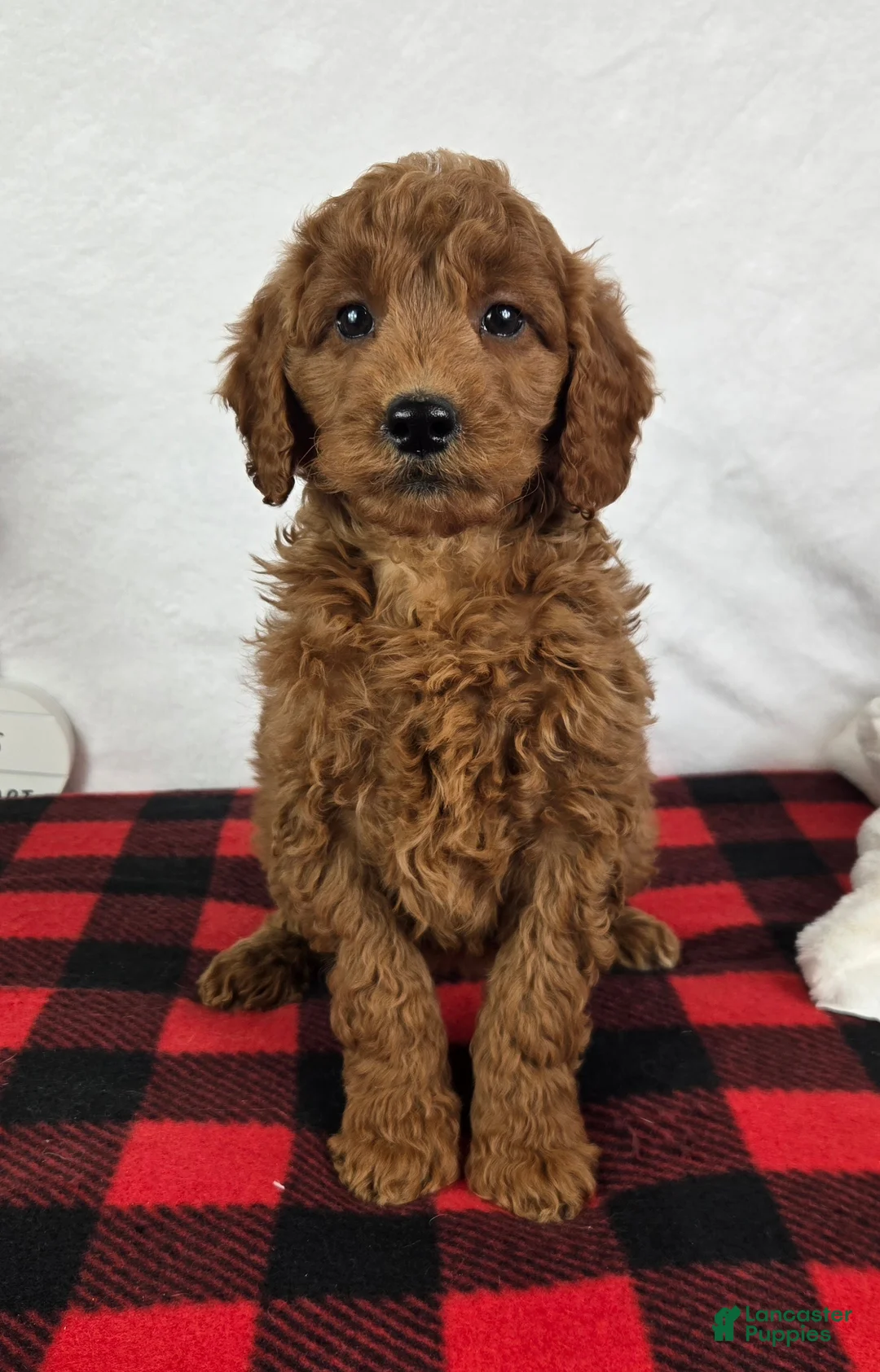 Mini Goldendoodle dogs for sale: Gabby - Ad 3