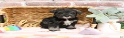 Miniature Schnauzer dogs for sale: Kanga  - Ad 2