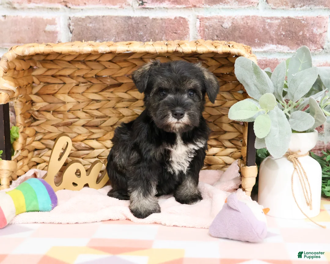 Miniature Schnauzer dogs for sale: Kanga  - Ad 2
