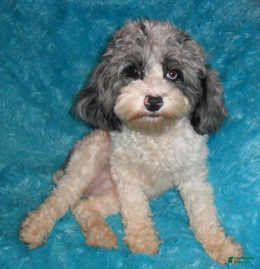 Cockapoo dogs for sale: Rudy - Ad 8