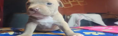 American Bully 1