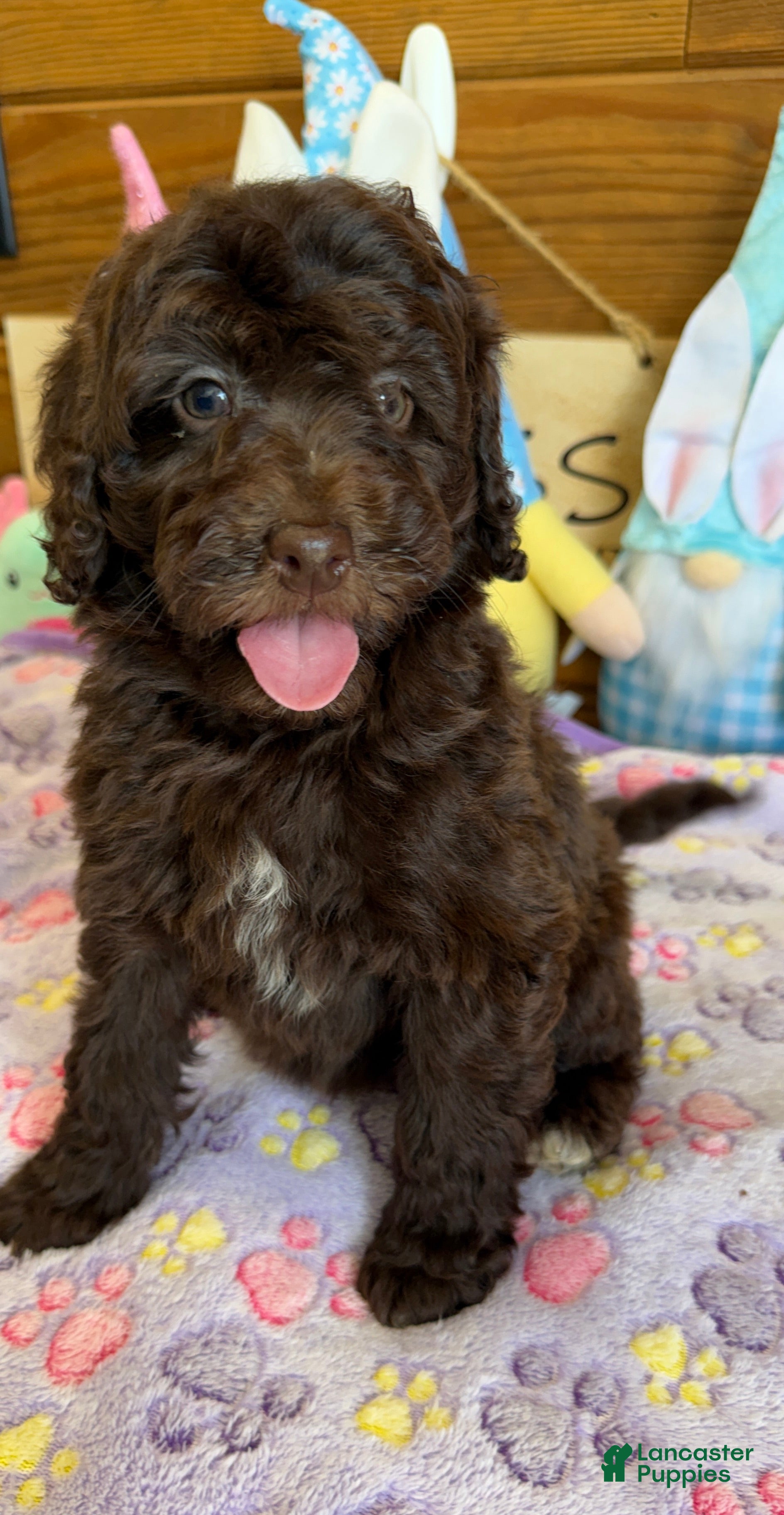 Mini Goldendoodle dogs Eva - Ad 11
