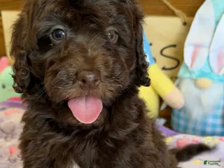 Mini Goldendoodle dogs Eva - Ad 11