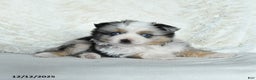 Australian Shepherd dogs for sale: Dasher - Ad 2