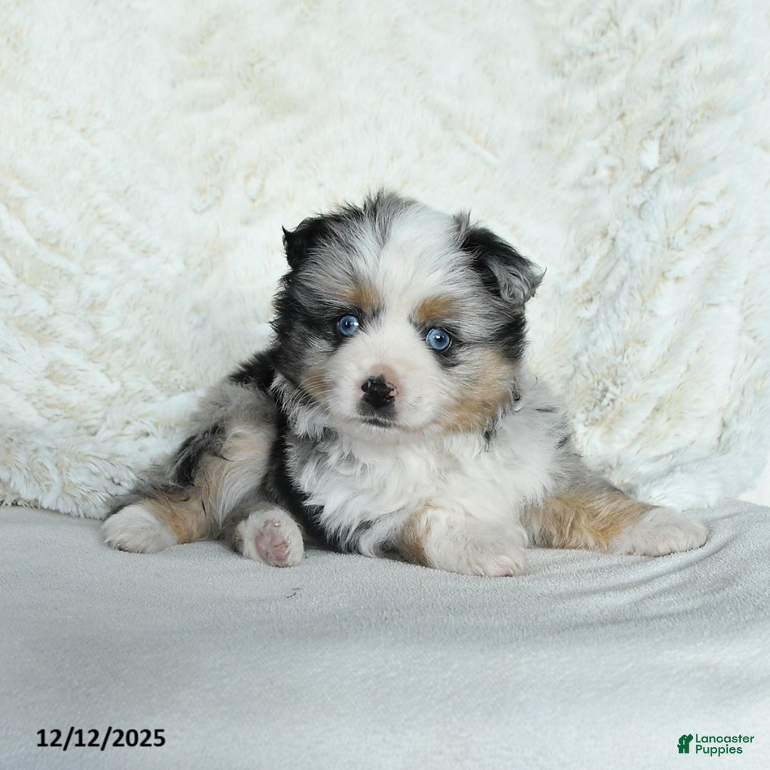 Australian Shepherd dogs for sale: Dasher - Ad 2