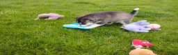 Siberian Husky dogs for sale: Avery  - Ad 4
