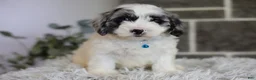 Maltipoo dogs for sale: Dexter  - Ad 13