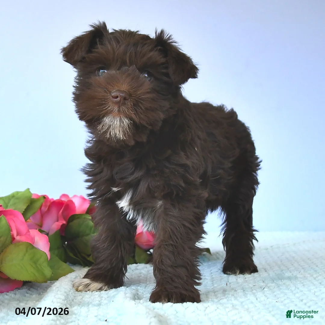 Miniature Schnauzer dogs for sale: Daffodil - Ad 3