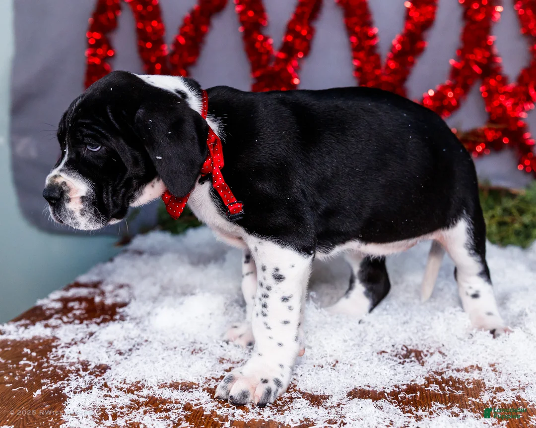 Great Dane dogs for sale: Cookie - Ad 14