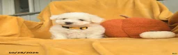 Bichon Frise dogs for sale: Harvey  - Ad 2