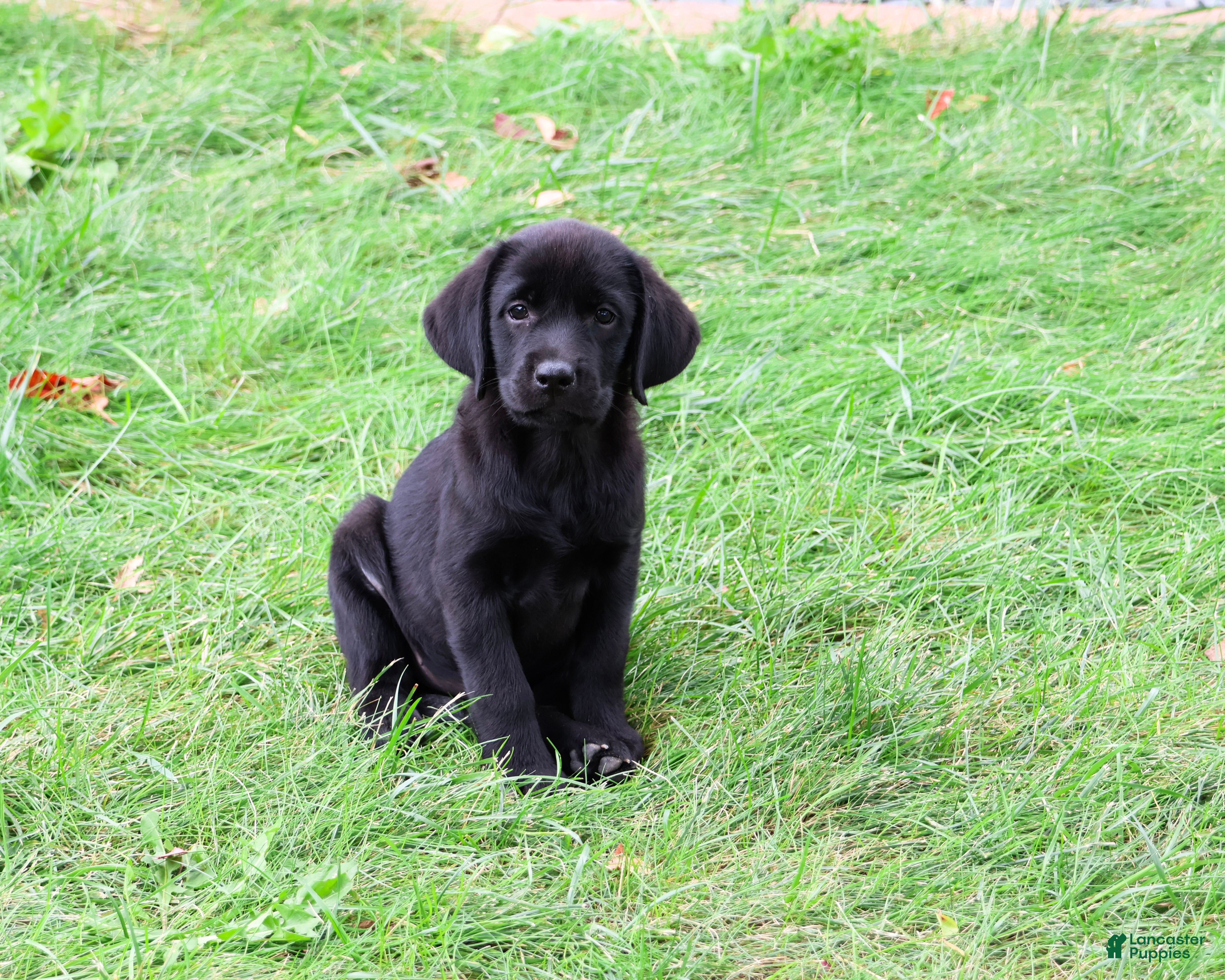 Labrador Retriever dogs Eloise - Ad 2