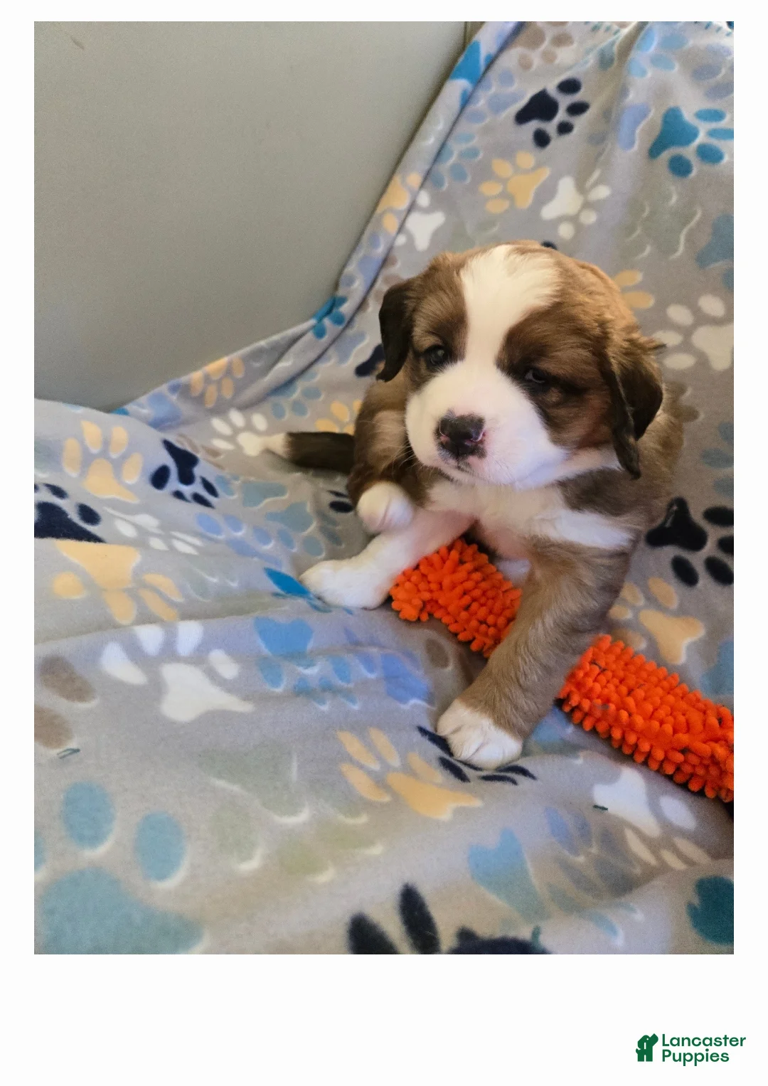 Mixed Breed dogs for sale: Princess - Ad 16