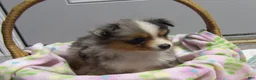 Miniature Australian Shepherd dogs for sale: Missy - Ad 5