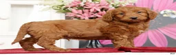 Mini Goldendoodle dogs for sale: Max - Ad 5