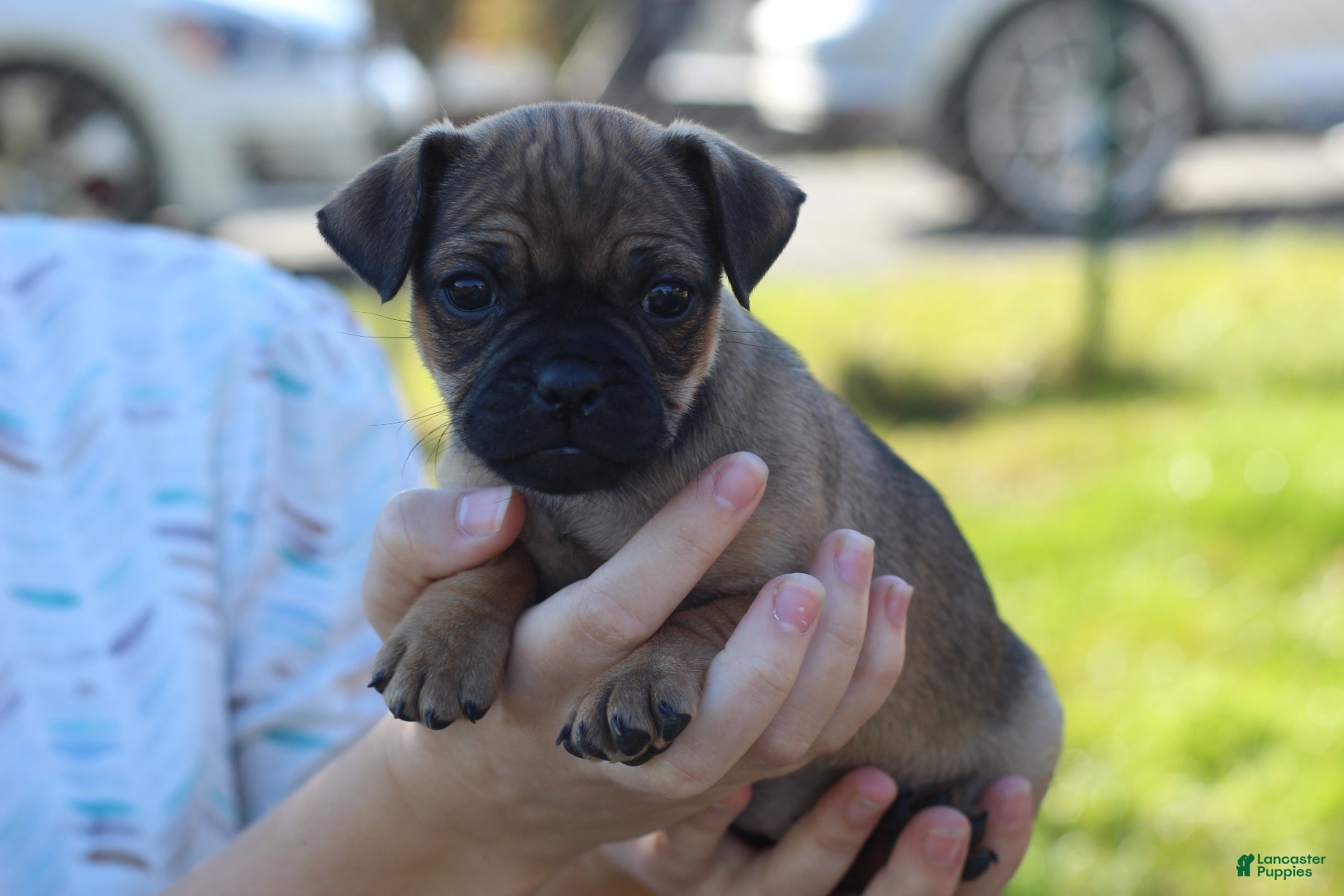 Jug dogs for sale: Daffodil - Ad 1