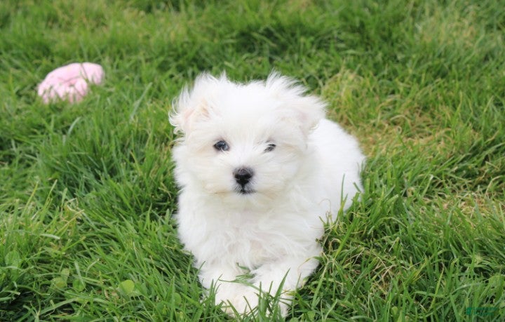 Maltese dogs Button  - Ad 1