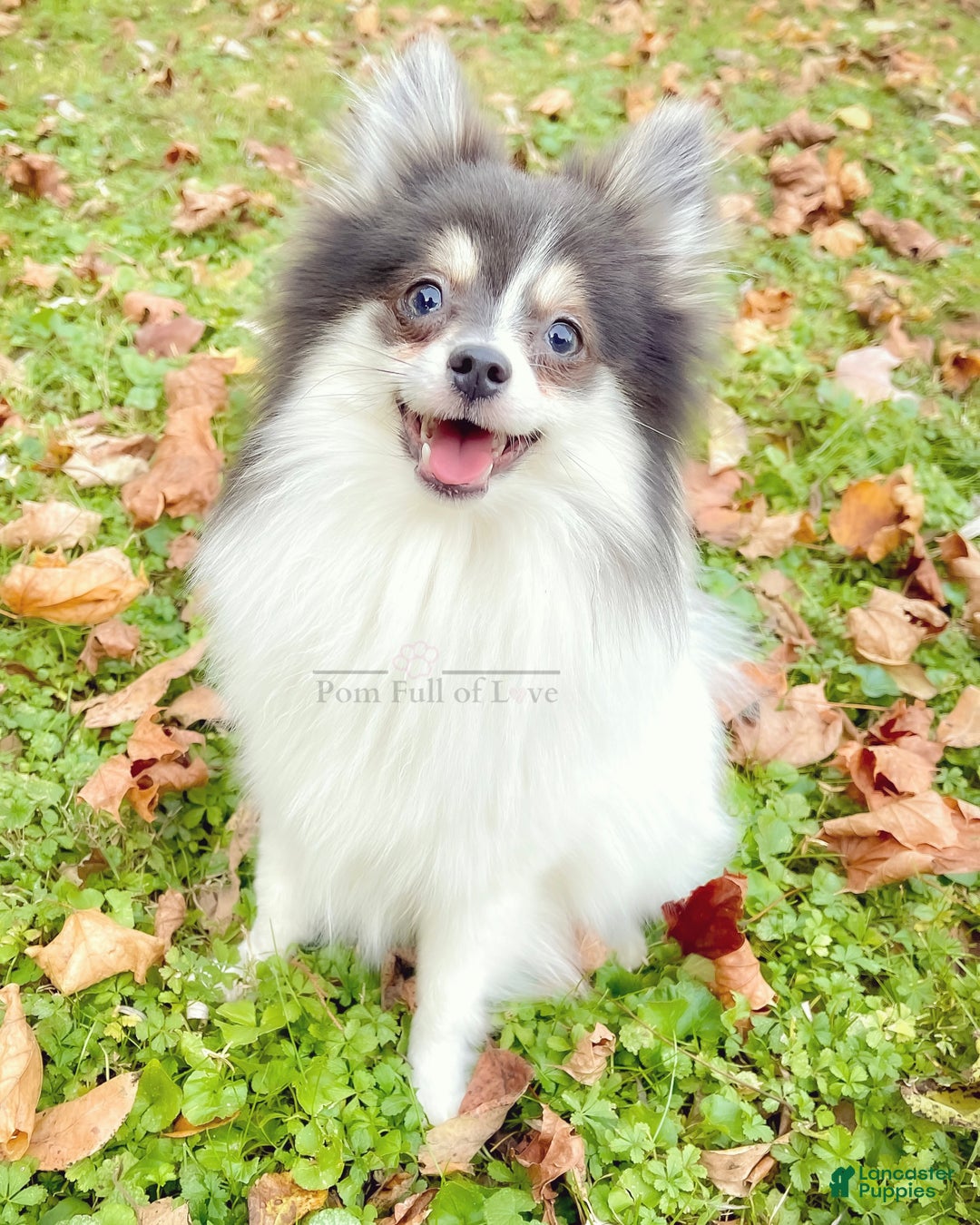 Pomeranian dogs for sale: AKC Aurora - Ad 7
