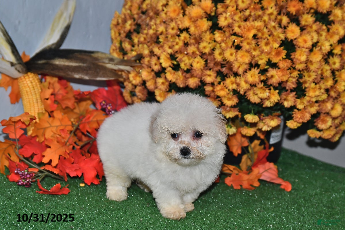 Teddy Bear dogs Nolene - Ad 40