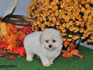 Teddy Bear dogs Nolene - Ad 40