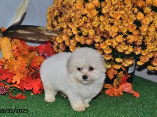Teddy Bear dogs Nolene - Ad 39