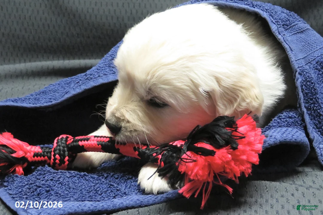 Golden Retriever dogs for sale: Snoopy - Ad 9