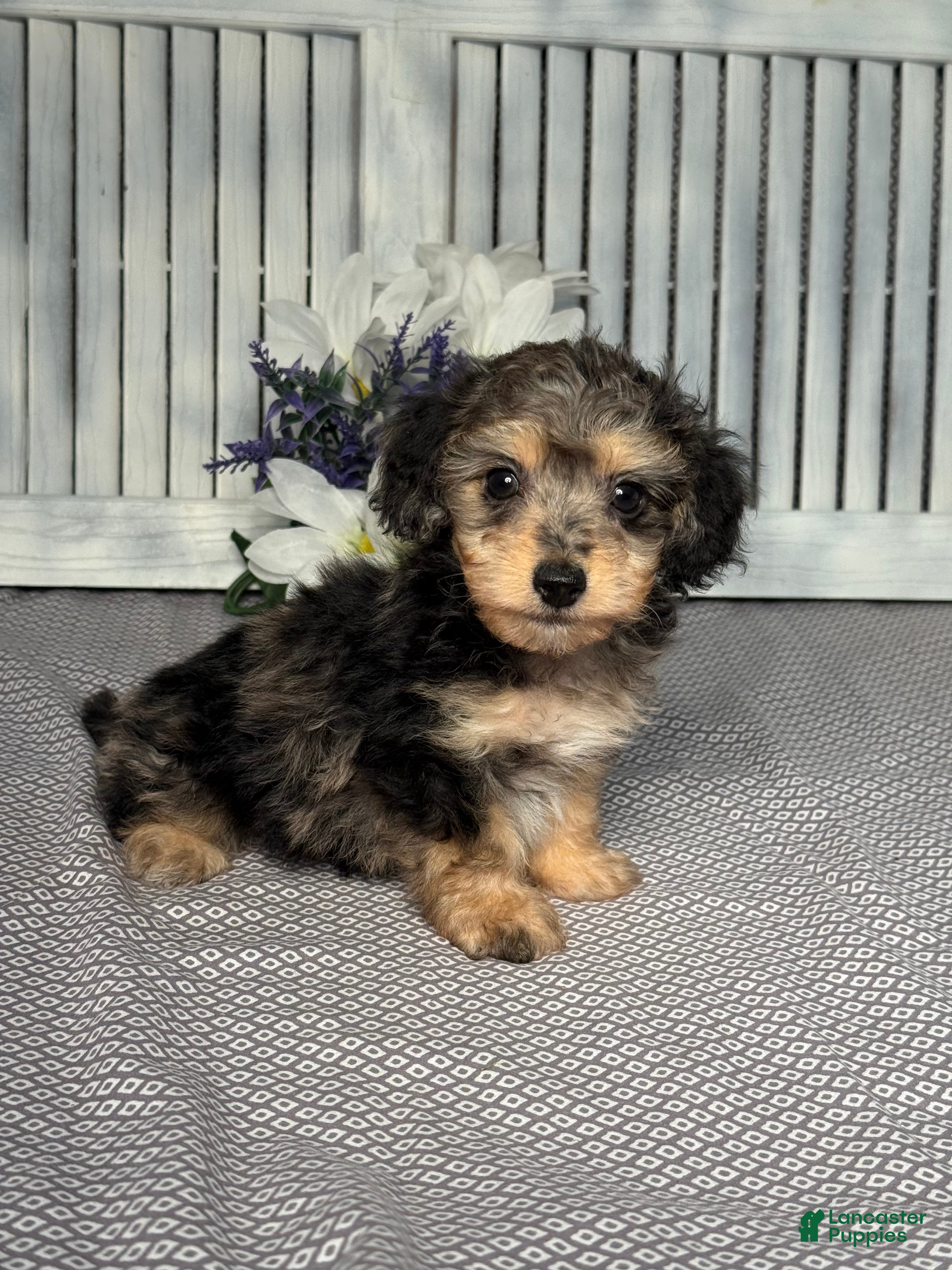 Mixed Breed dogs for sale: Cooper - Ad 3