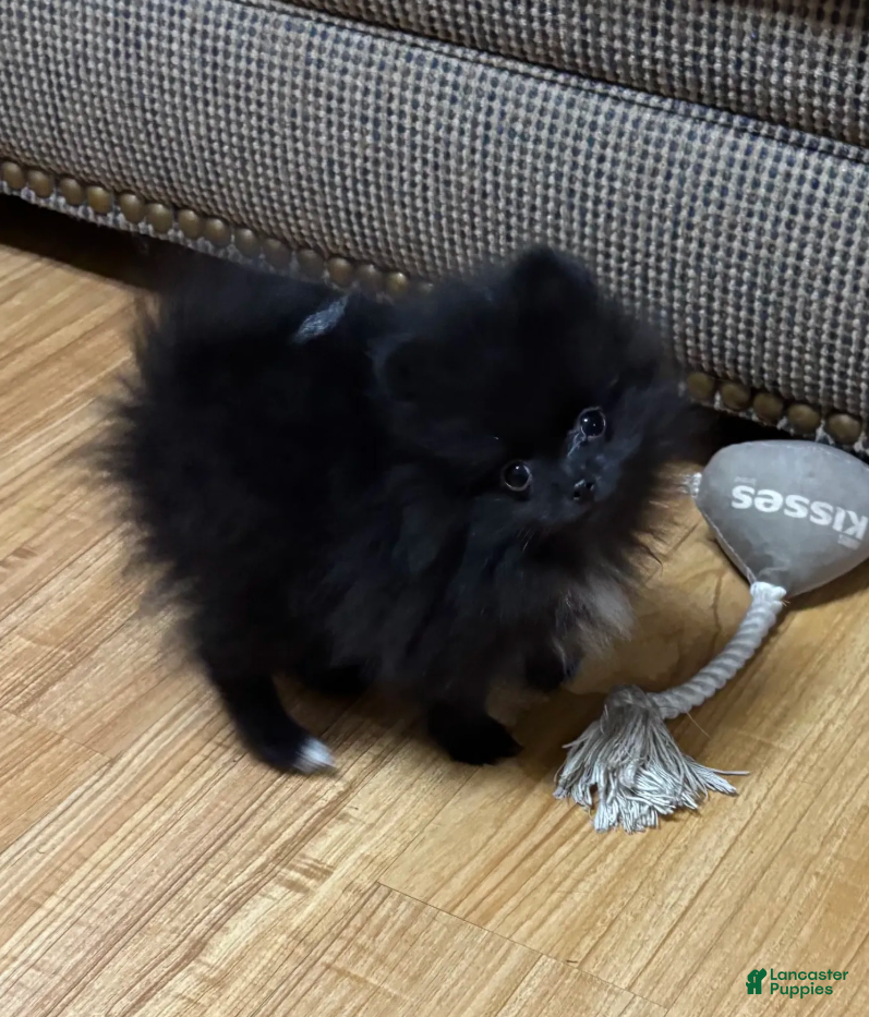 Pomeranian dogs Kiki  - Ad 5