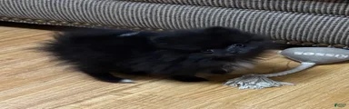 Kiki 