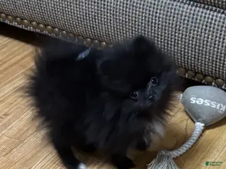 Pomeranian dogs Kiki - Ad 5