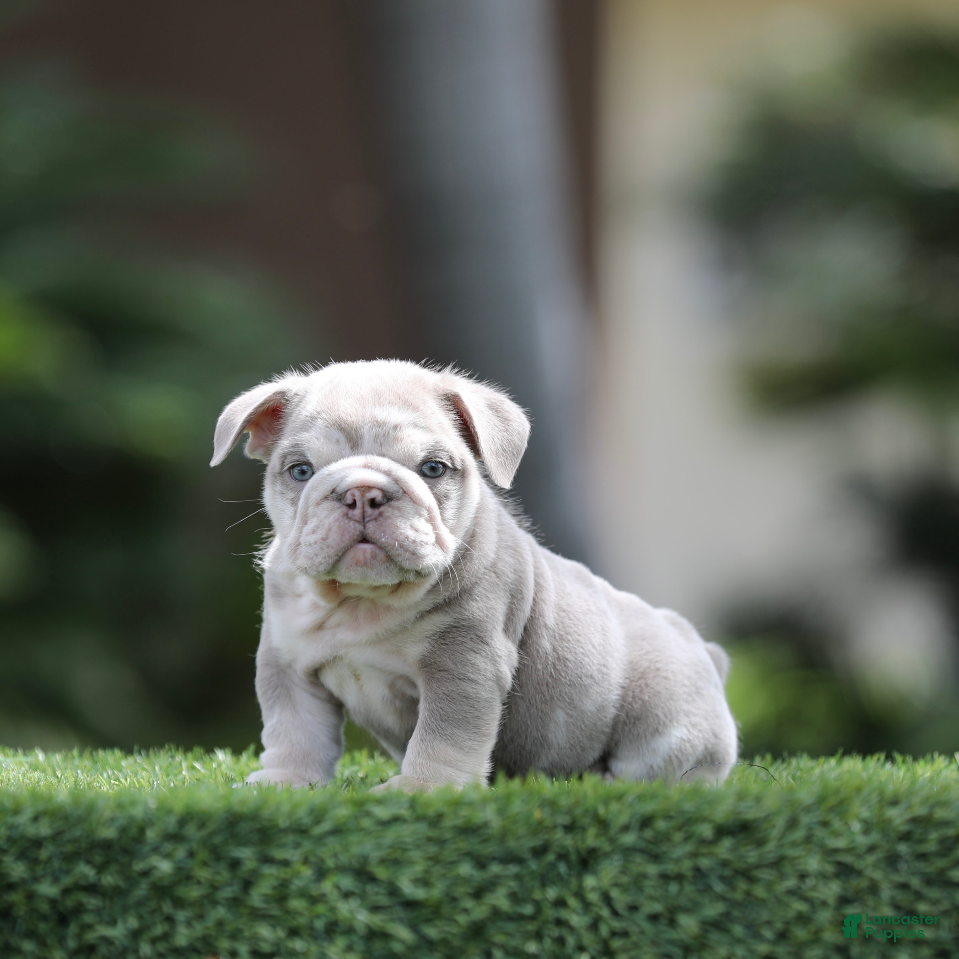 English Bulldog dogs English Bulldog Puppy 1 - Ad 10