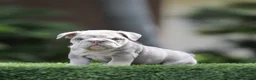 English Bulldog dogs for sale: English Bulldog Puppy 1 - Ad 1