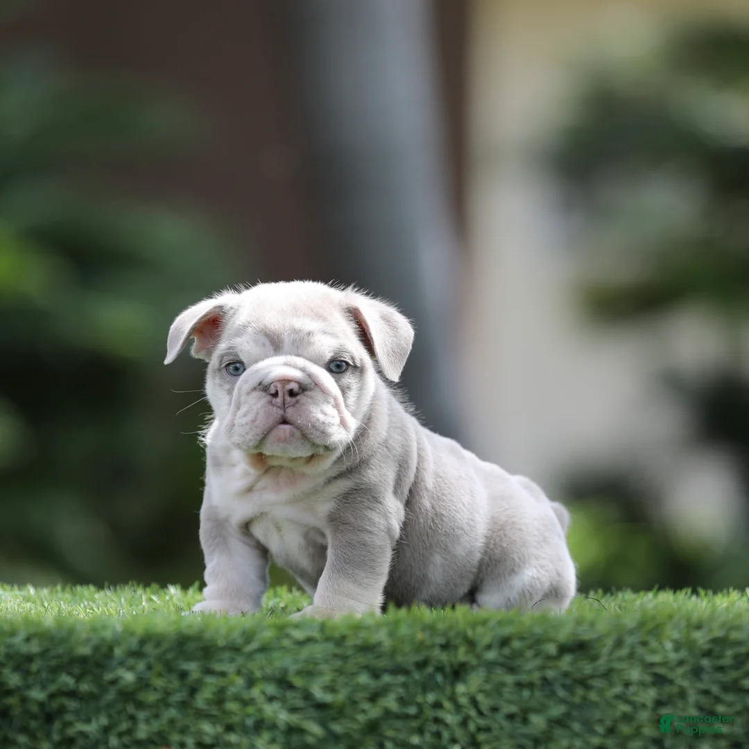 English Bulldog dogs for sale: English Bulldog Puppy 1 - Ad 1