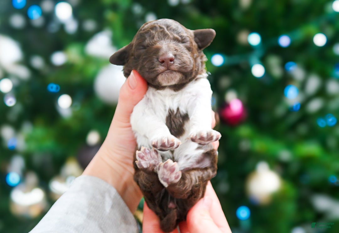 Lagotto Romagnolo dogs for sale: male 3 - Ad 4