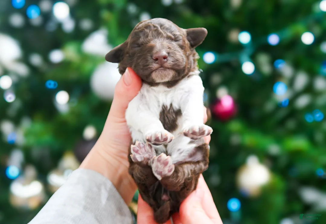 Lagotto Romagnolo dogs for sale: male 2 - Ad 6