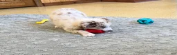Australian Shepherd dogs for sale: Turbo  - Ad 7