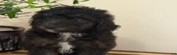 Mini Goldendoodle dogs for sale: Chloe - Ad 3