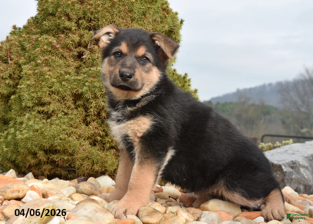 Mixed Breed dogs for sale: Missy - Ad 1