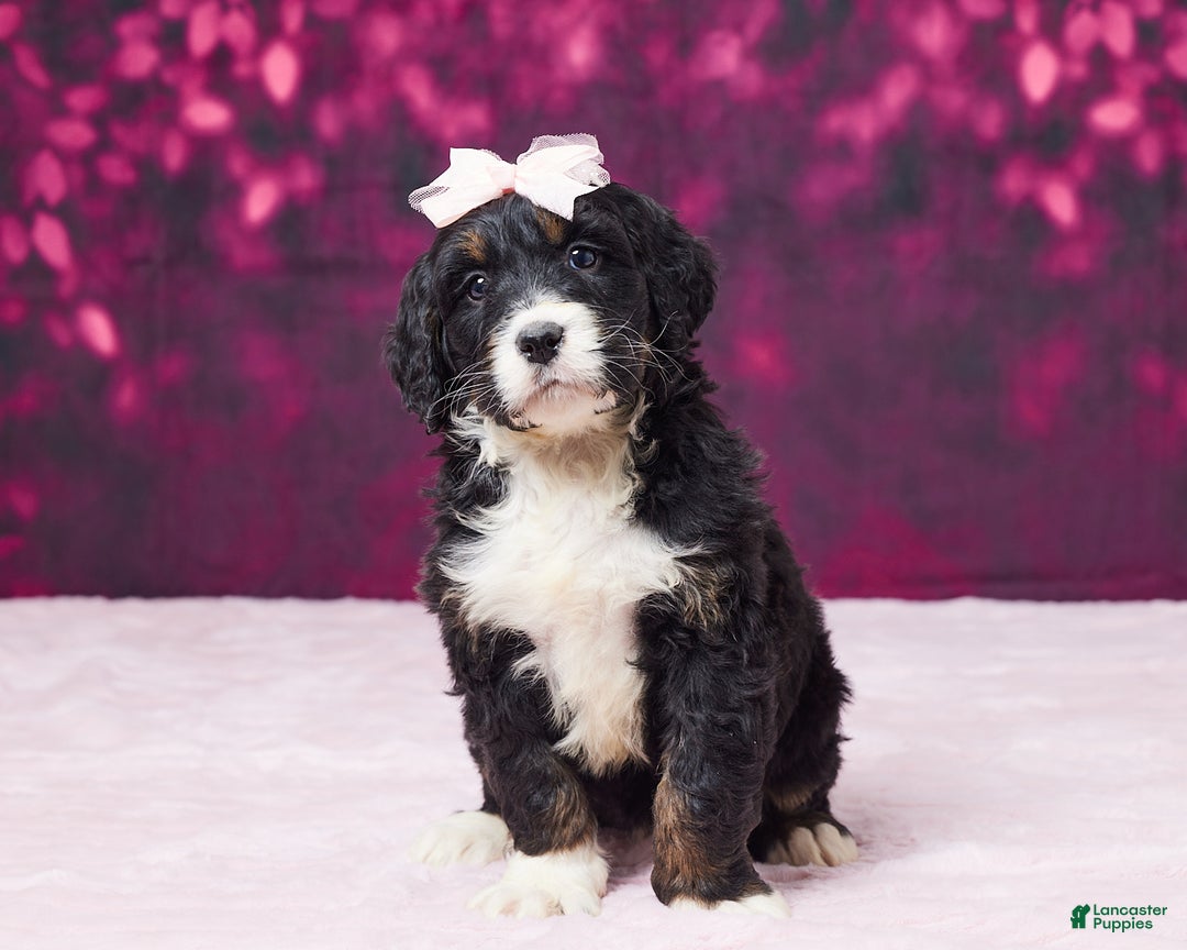 Bernedoodle dogs for sale: Glitter - Ad 4