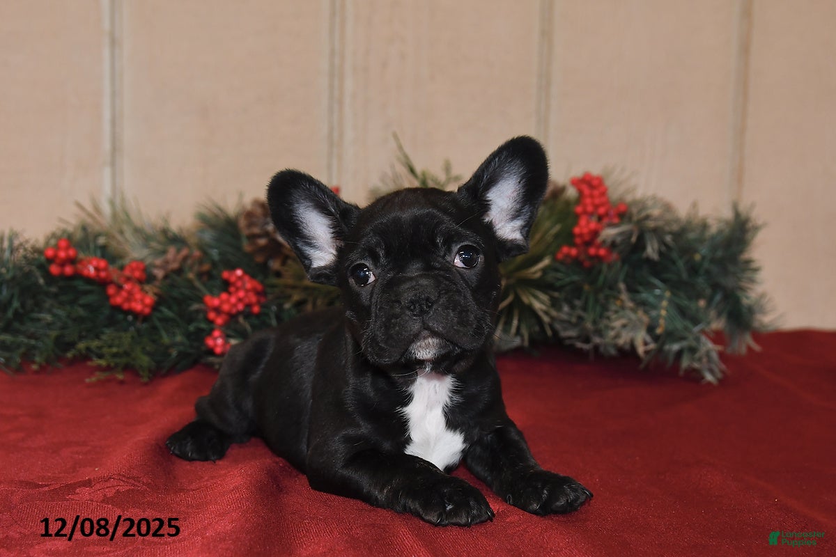 French Bulldog dogs Rosie - Ad 40
