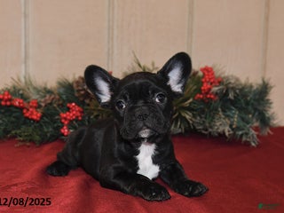 French Bulldog dogs Rosie - Ad 28