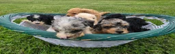 Miniature Poodle dogs for sale: Birch - Ad 11