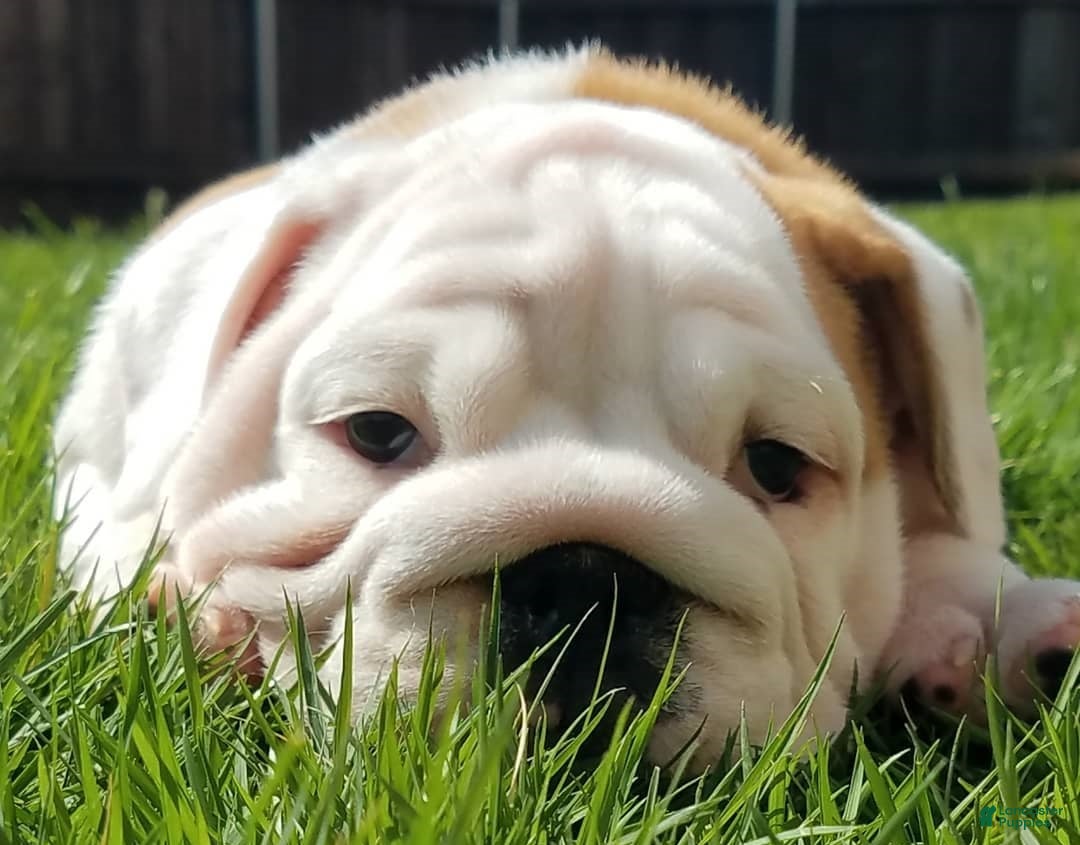 English Bulldog dogs English Bulldog Puppy 11 - Ad 38
