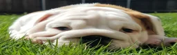 English Bulldog dogs for sale: English Bulldog Puppy 11 - Ad 1