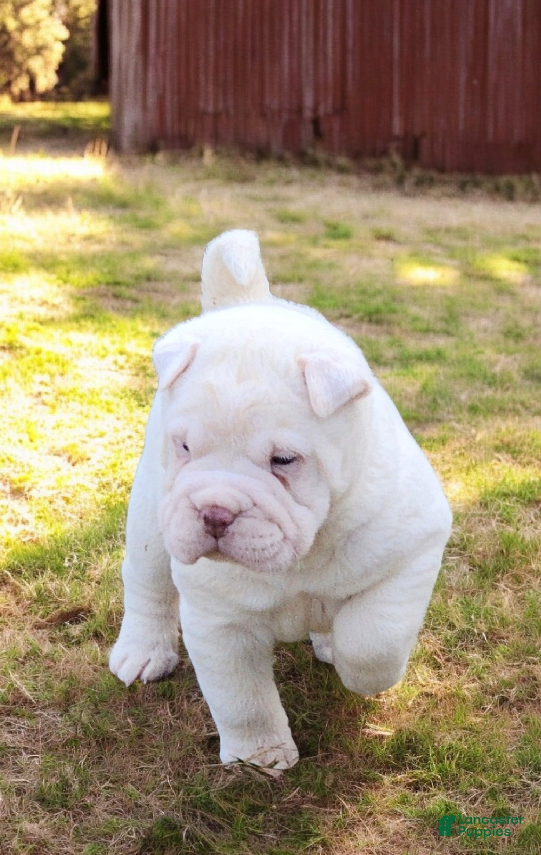 Shar Pei dogs for sale: Snow mini  - Ad 6