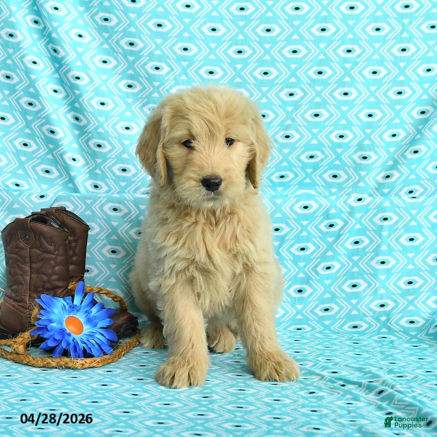 Goldendoodle dogs Megan - Ad 1