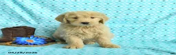 Goldendoodle dogs for sale: Megan - Ad 1