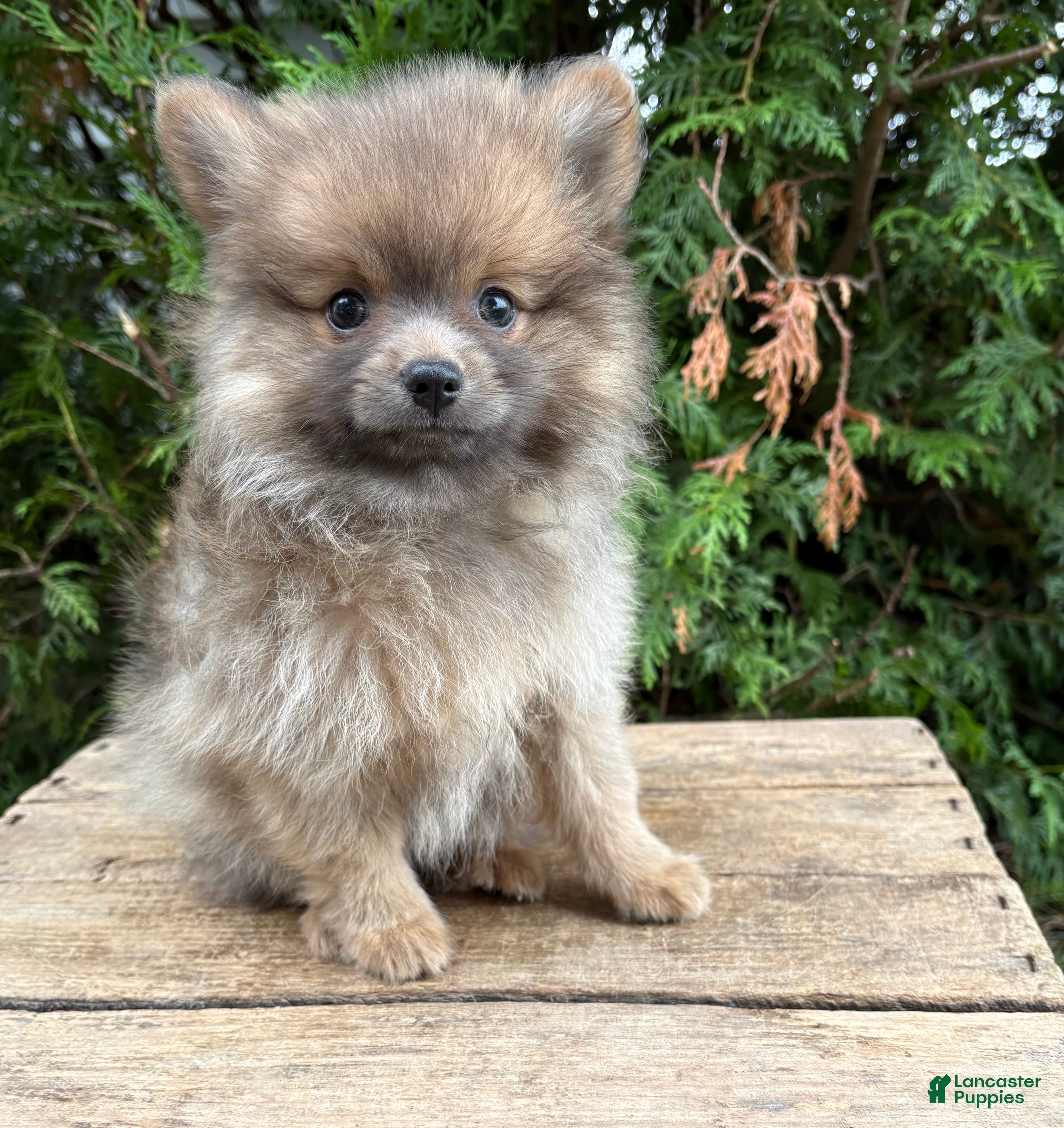 Pomeranian dogs Zeke - Ad 1