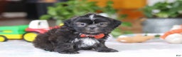Shih Tzu dogs for sale: Zane - Ad 2