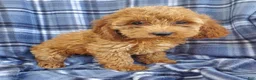 Cockapoo dogs for sale: Hazel - Ad 4